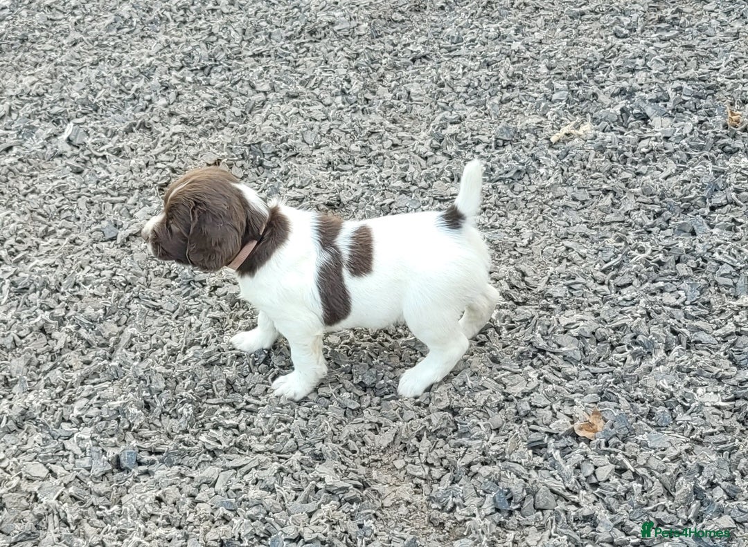 English Springer Spaniel dogs for sale: KC Working English Springer Spaniel puppies  - Image 9