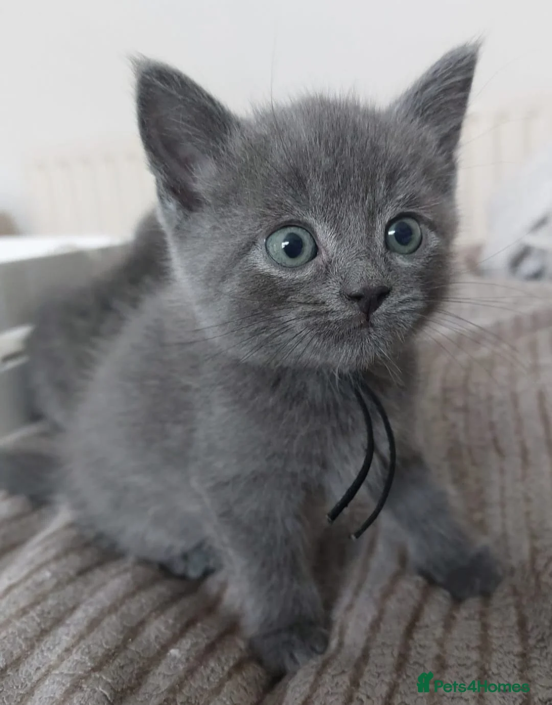 British Shorthair cats for sale: Reserve British Short-haired for forever home - Advert 2
