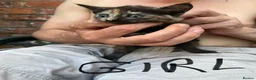 Mixed Breed cats for sale: Gorgeous kittens for sale!! 🥰🥰 - Advert 3