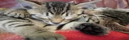 Bengal cats for sale: 4x Girls & 4x Boys – Stunning Bengal cross Kittens - Advert 25