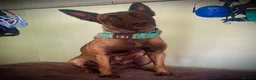 Belgian Shepherd Dog dogs for sale: Delta the dutchie  - Advert 1