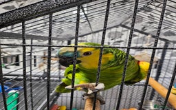 Parrots birds for sale: Amazon  - Image 4