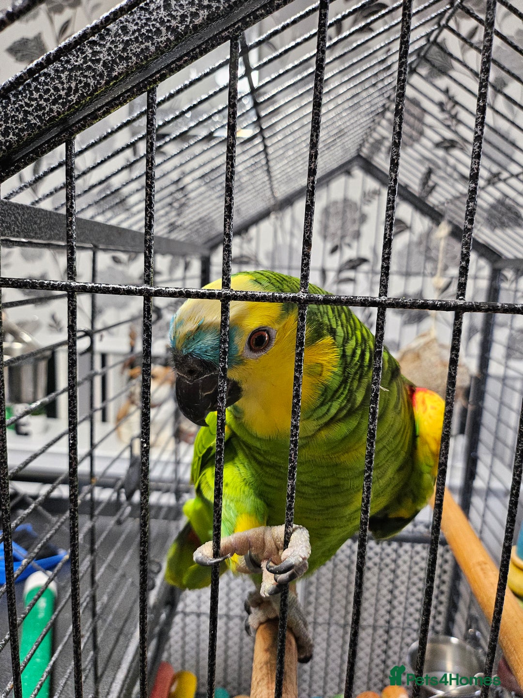 Parrots birds for sale: Amazon  - Image 4