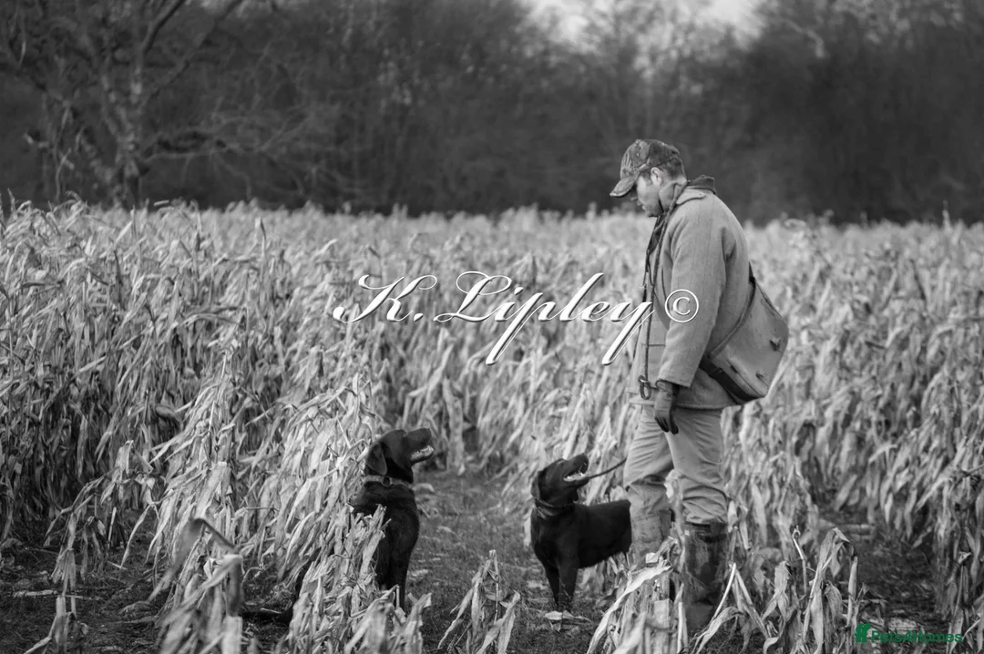 Labradoodle dogs for sale: 🐾 Rare Merle Labradoodles Ready This Summer! 🐾 - Advert 19