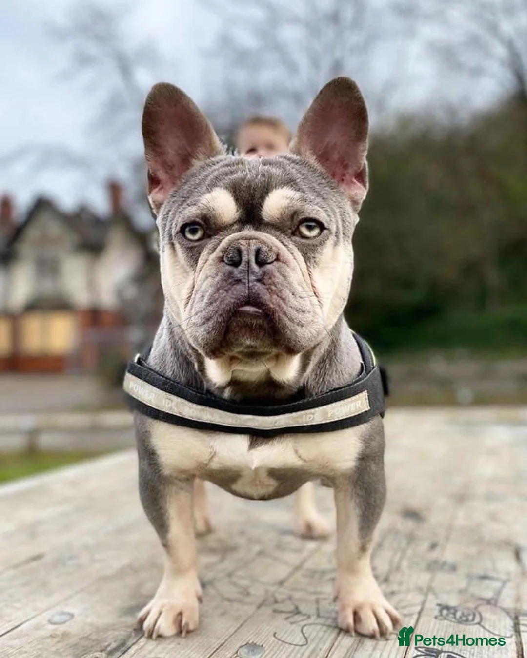 French Bulldog dogs for stud: BEAUTIFUL LILAC AND TAN FRENCH BULLDOG in Sunderland - Advert 30