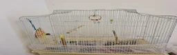 Ringnecks birds for sale: Beautiful Blue Indian Ringneck  - Advert 7