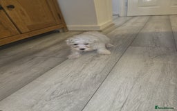 Maltese dogs for sale: Maltese puppies  - Image 16