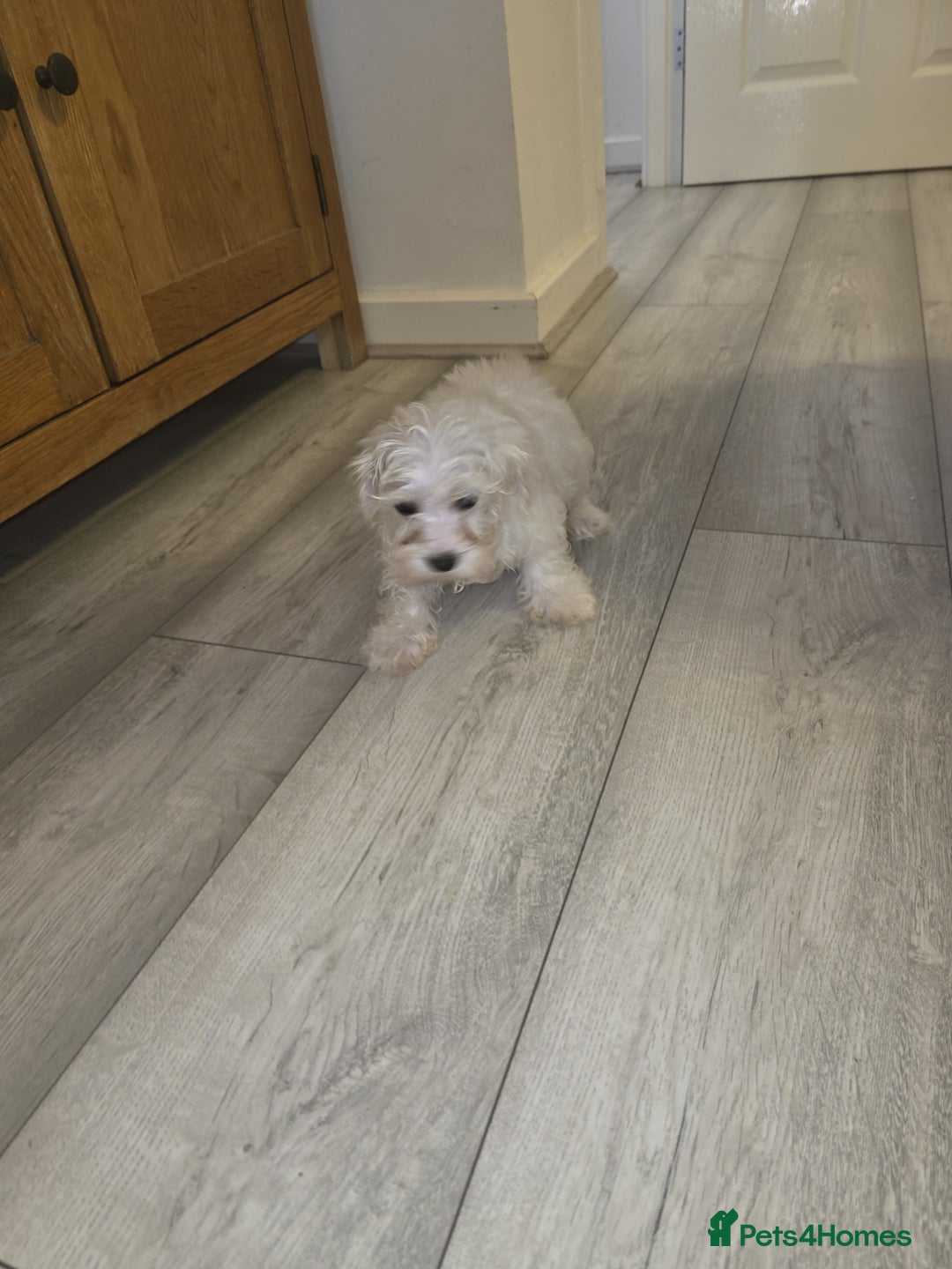 Maltese dogs for sale: Maltese puppies  - Image 16