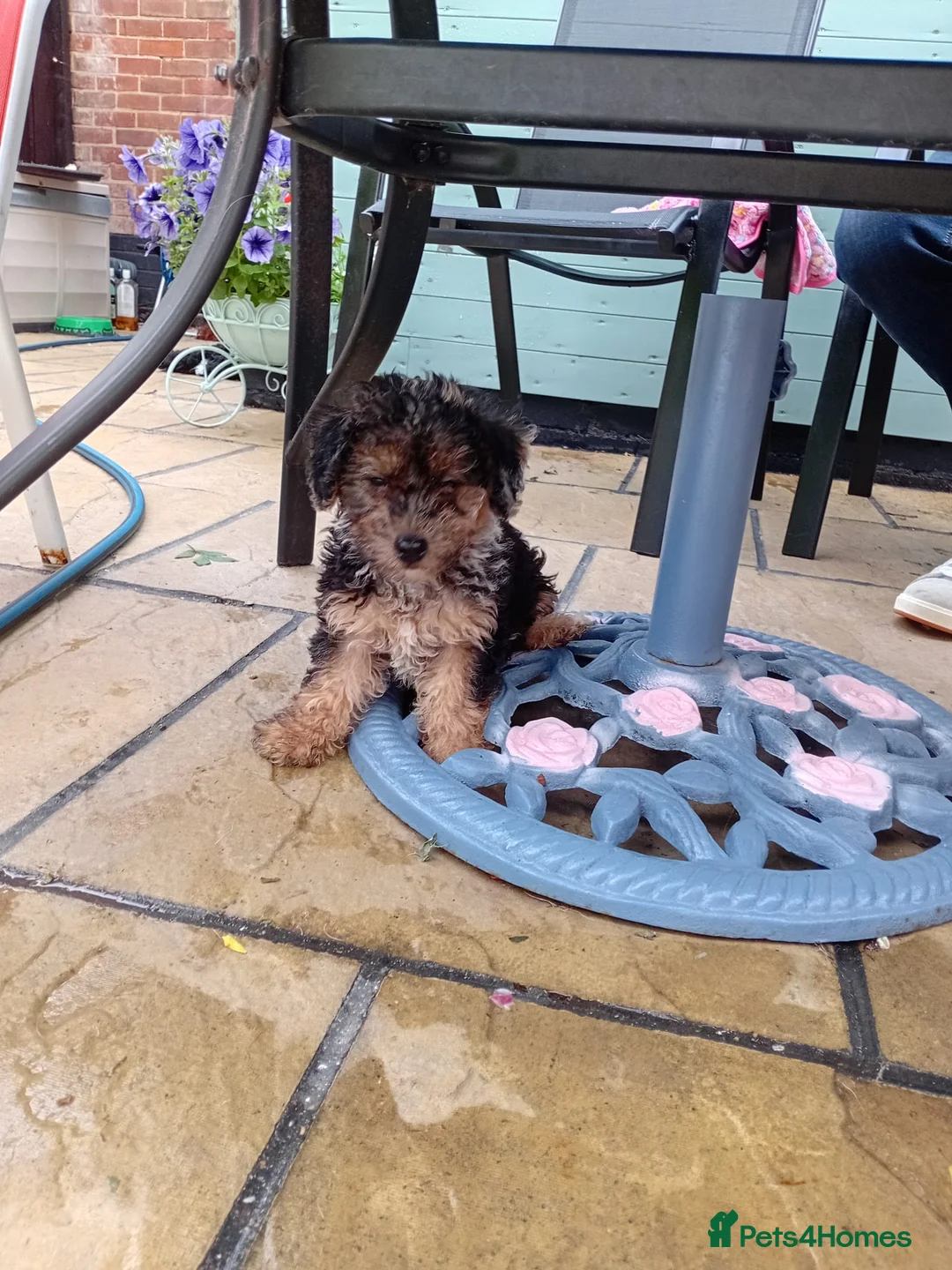 Jackapoo dogs for sale: F1b jackapoo puppies - Advert 2