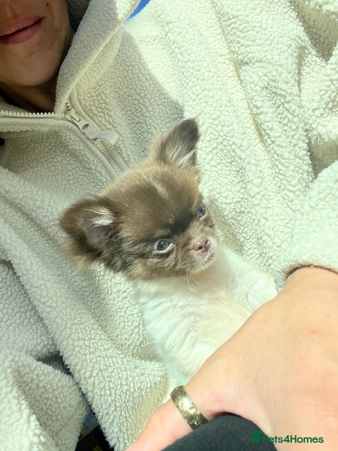 Chihuahua dogs for sale: 💥 REDUCED 💥 ** Choc parti chihuahua ONE BOY LEFT - Image 2
