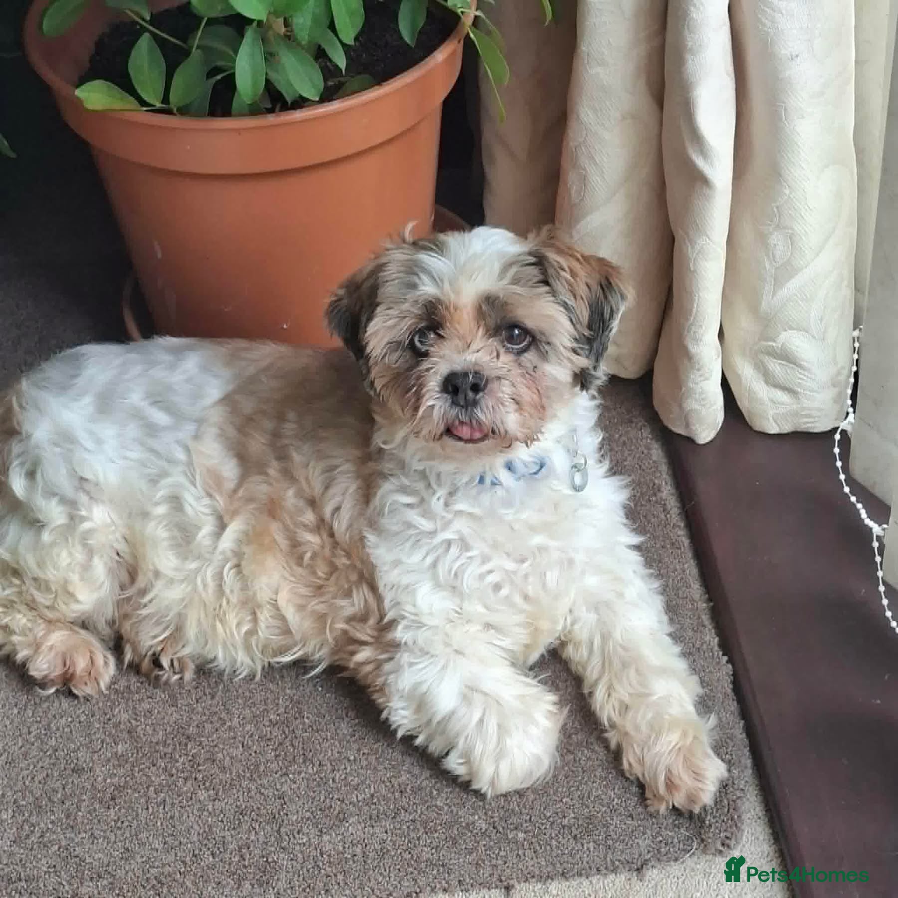 Shih Tzu dogs Bramble - Fakenham Norfolk  in Fakenham - Advert 7