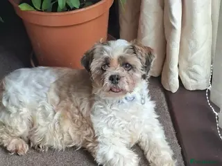 Shih Tzu dogs Bramble - Fakenham Norfolk in Fakenham - Advert 7