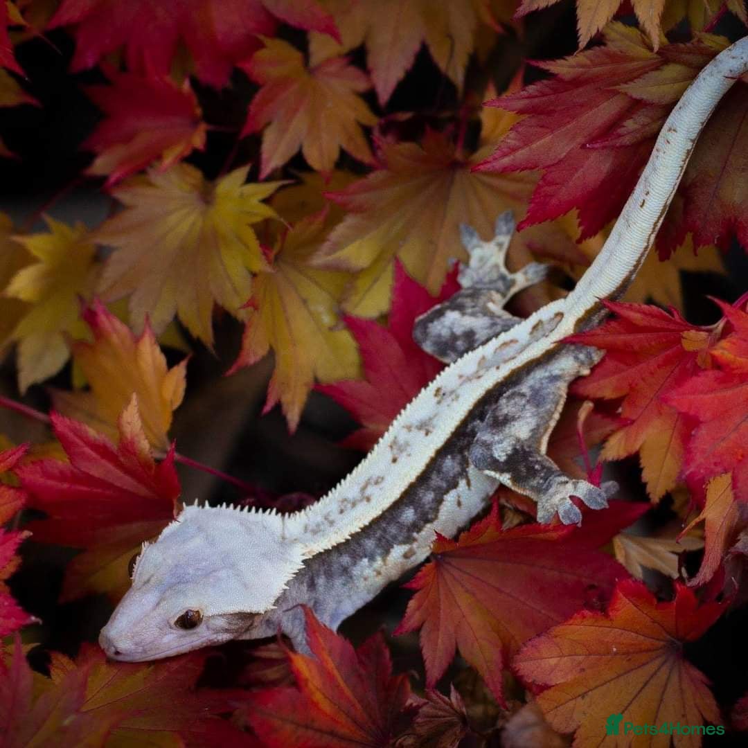 Gecko reptiles for sale: Adult crested geckos for rehoming  - Advert 4