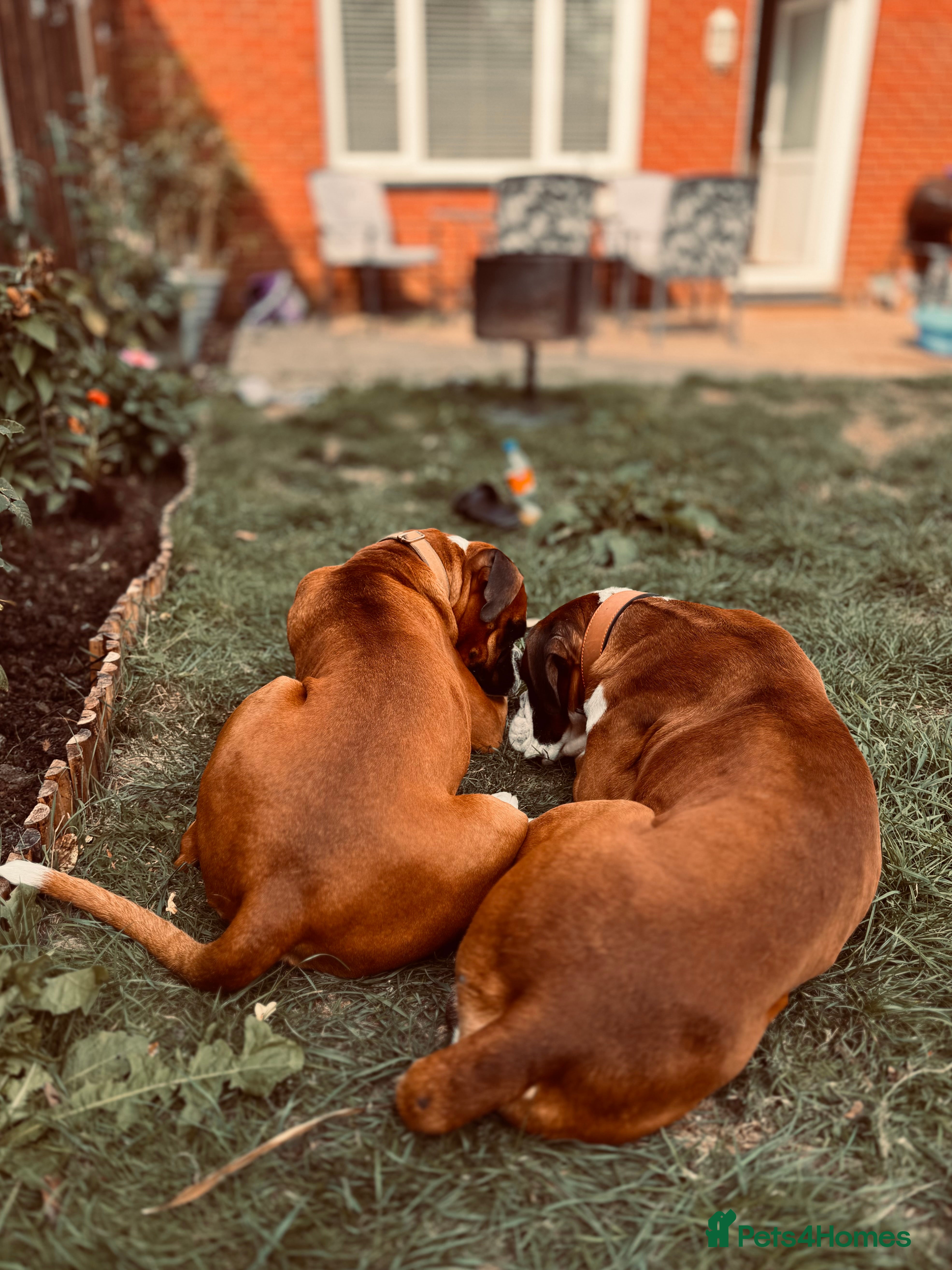 Boxer dogs Boxer puppies - Advert 5