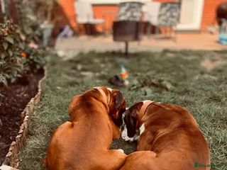 Boxer dogs Boxer puppies - Advert 5