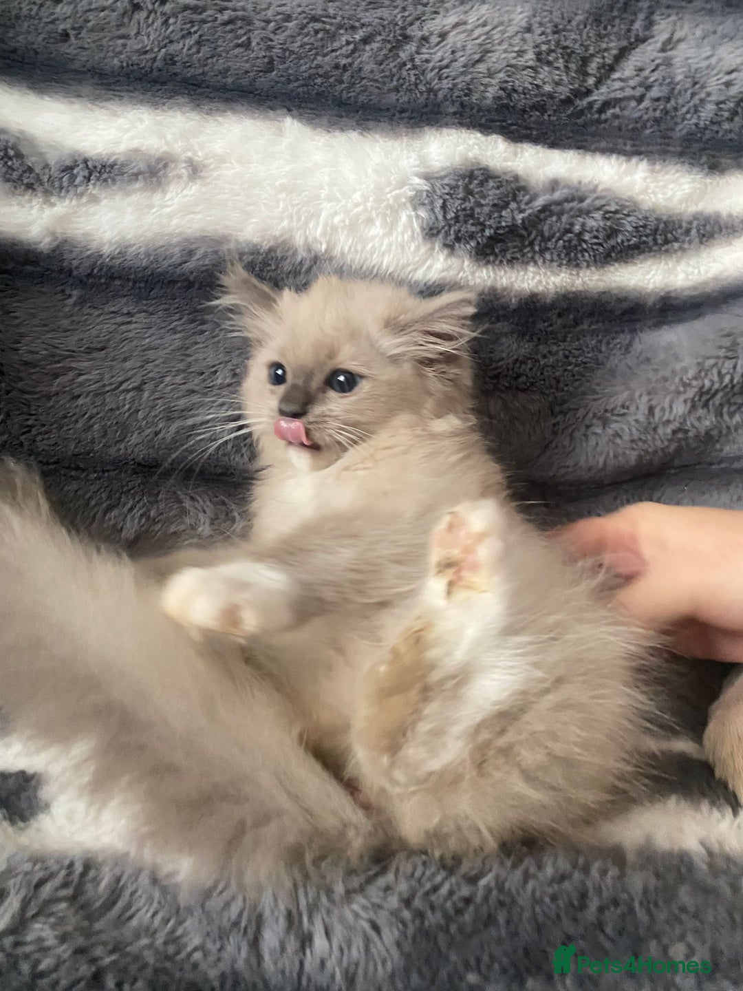 Ragdoll cats for sale: Two Brother's Ready now Mink ragdoll - Advert 7