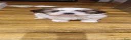 Shih Tzu dogs for sale: Super cute Imperial Shih tzu puppies  - Advert 9