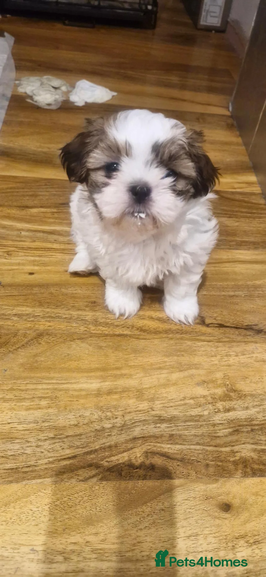 Shih Tzu dogs for sale: Super cute Imperial Shih tzu puppies  - Advert 9