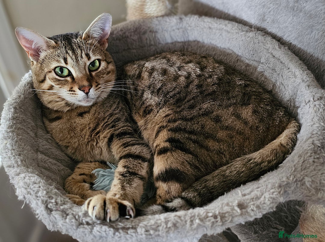 Savannah cats for sale: Beautiful Savannah F4 registered  - Image 1