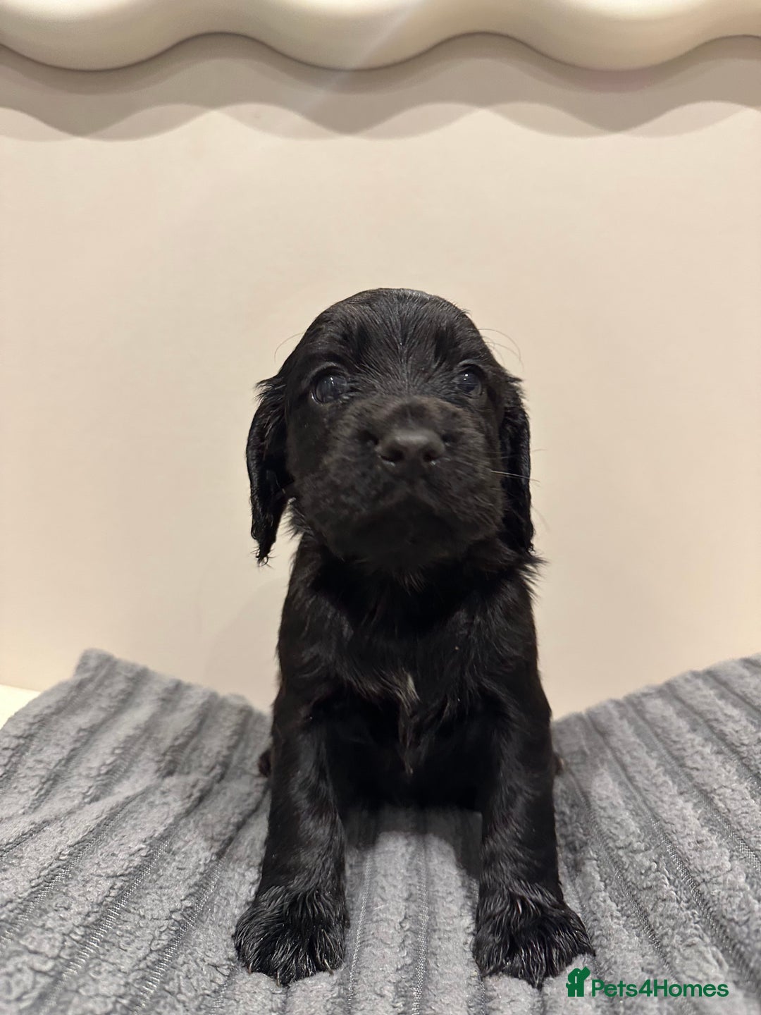 Cocker Spaniel dogs for sale: Working cocker spaniels  - Image 5