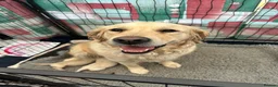 Golden Retriever dogs for sale: Beautiful golden retriever puppies  - Advert 17