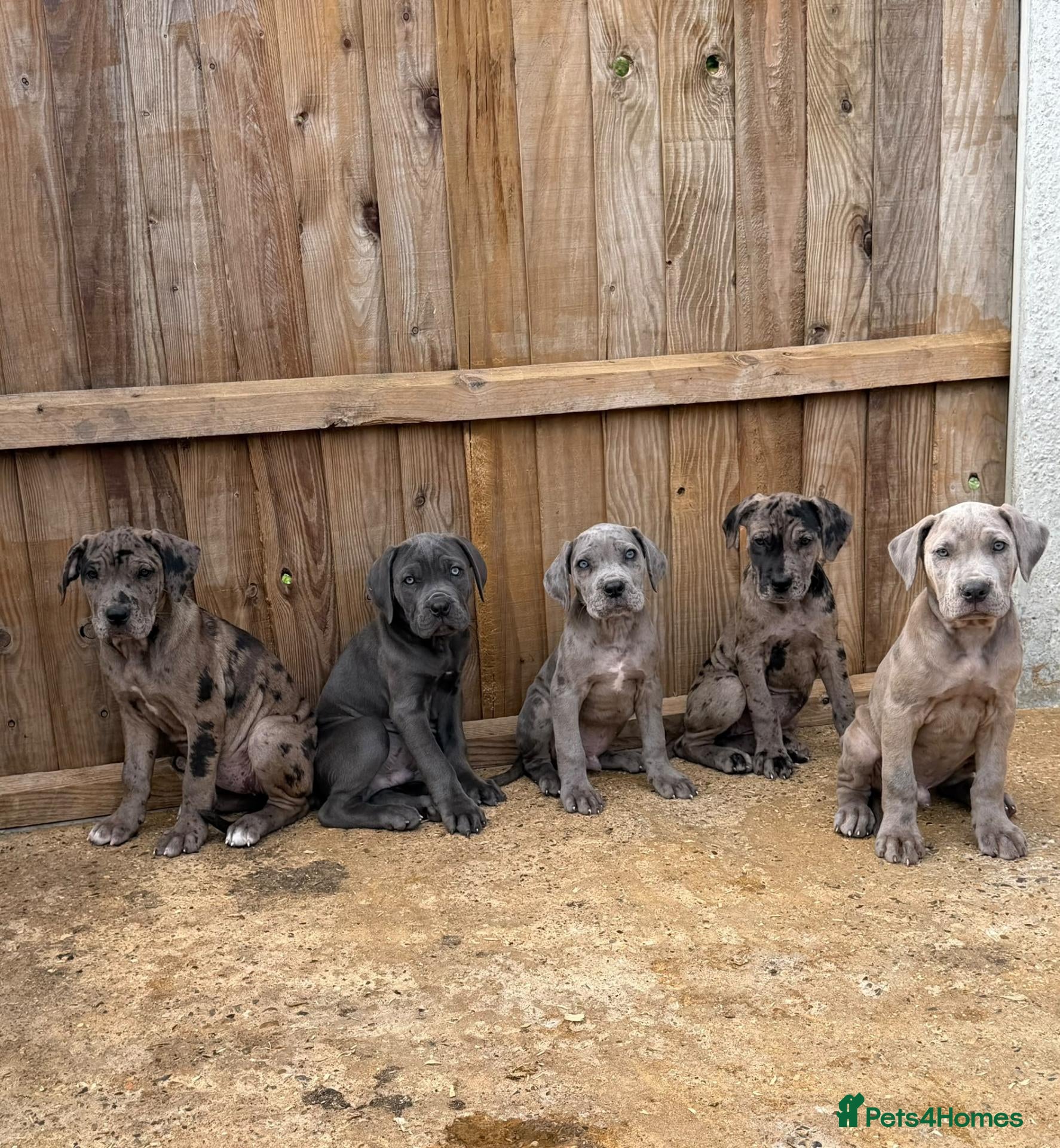 Cane Corso dogs Cane corso pups ready now  - Advert 1