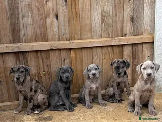 Cane Corso dogs Cane corso pups ready now - Advert 1