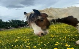 Irish Cob horses for sale: Lovely Cob  - Image 4