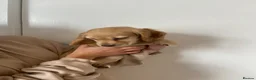 Cocker Spaniel dogs for sale: Working cocker spaniel puppies  - Advert 12