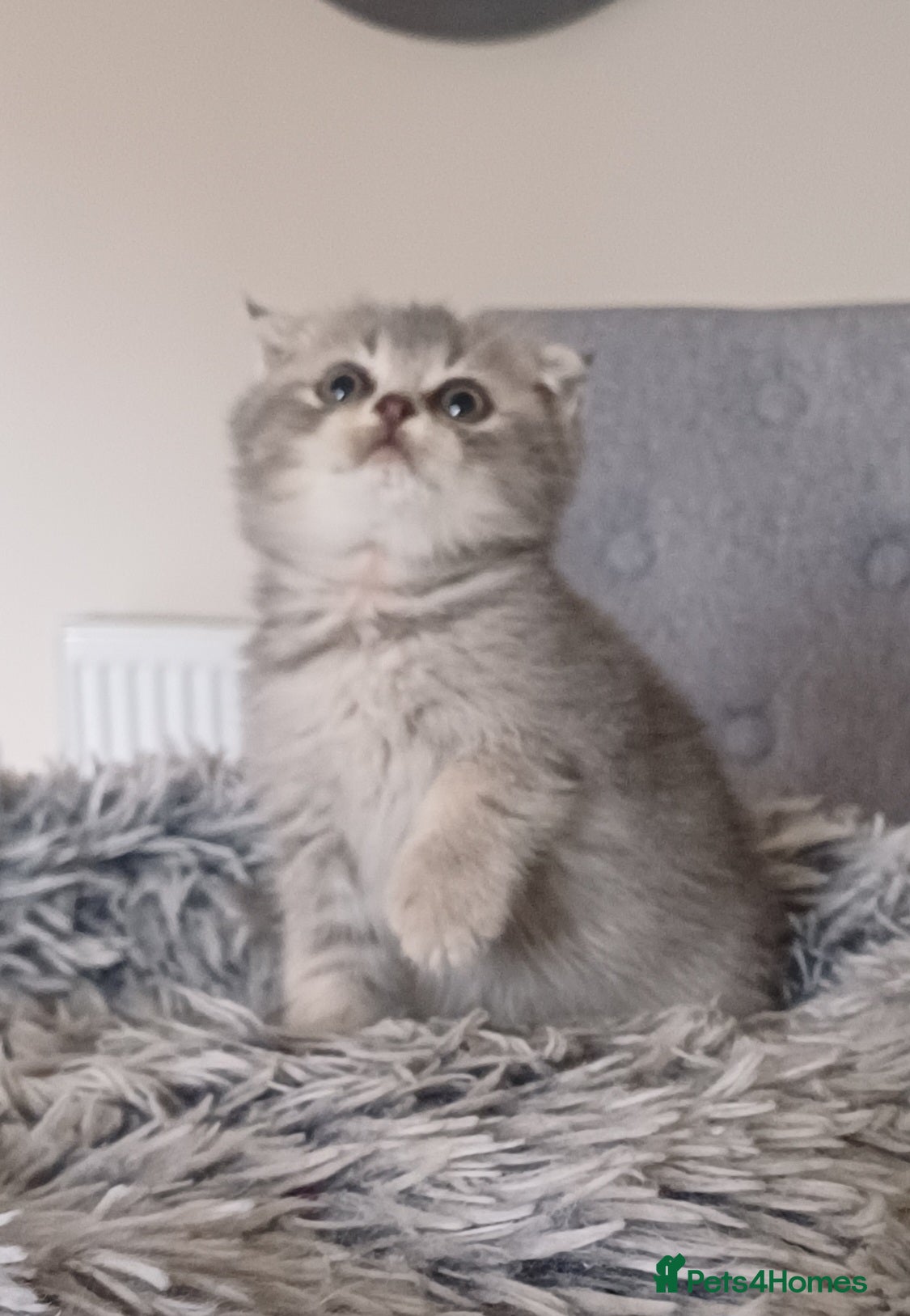 British Shorthair cats Beautiful TICA Scottish Straight and Fold kittens  - Advert 14