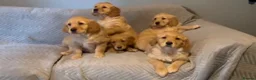 Golden Retriever dogs for sale: Gorgeous Fox red dark Golden Retriever pups - Advert 9