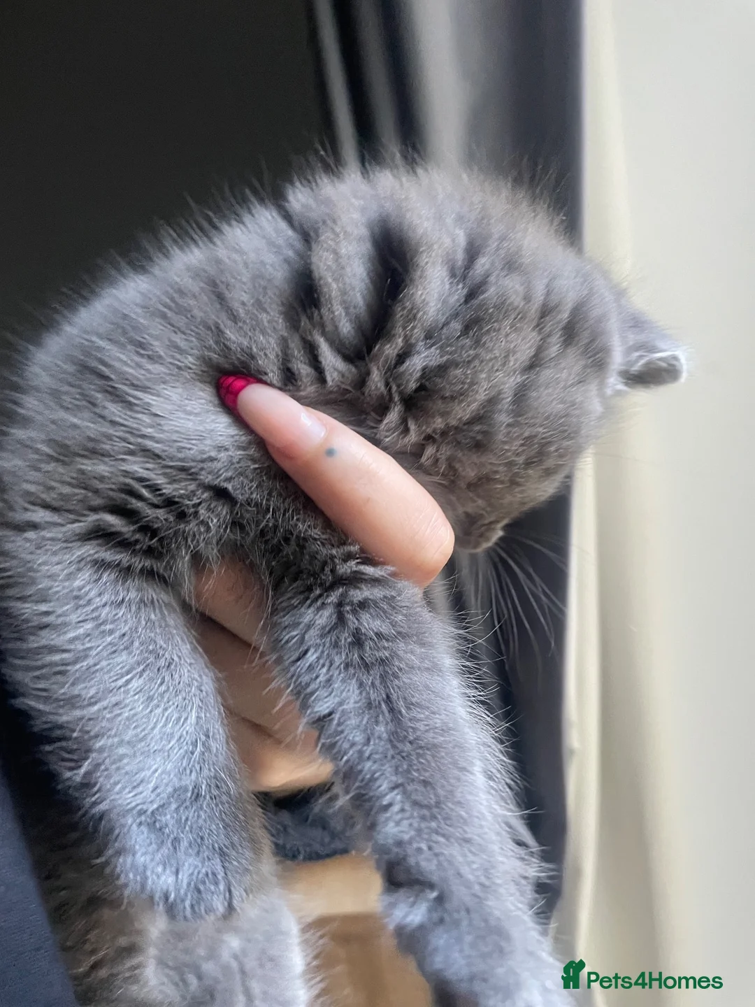 British Shorthair cats for sale: Rue and Romeo  - Advert 2