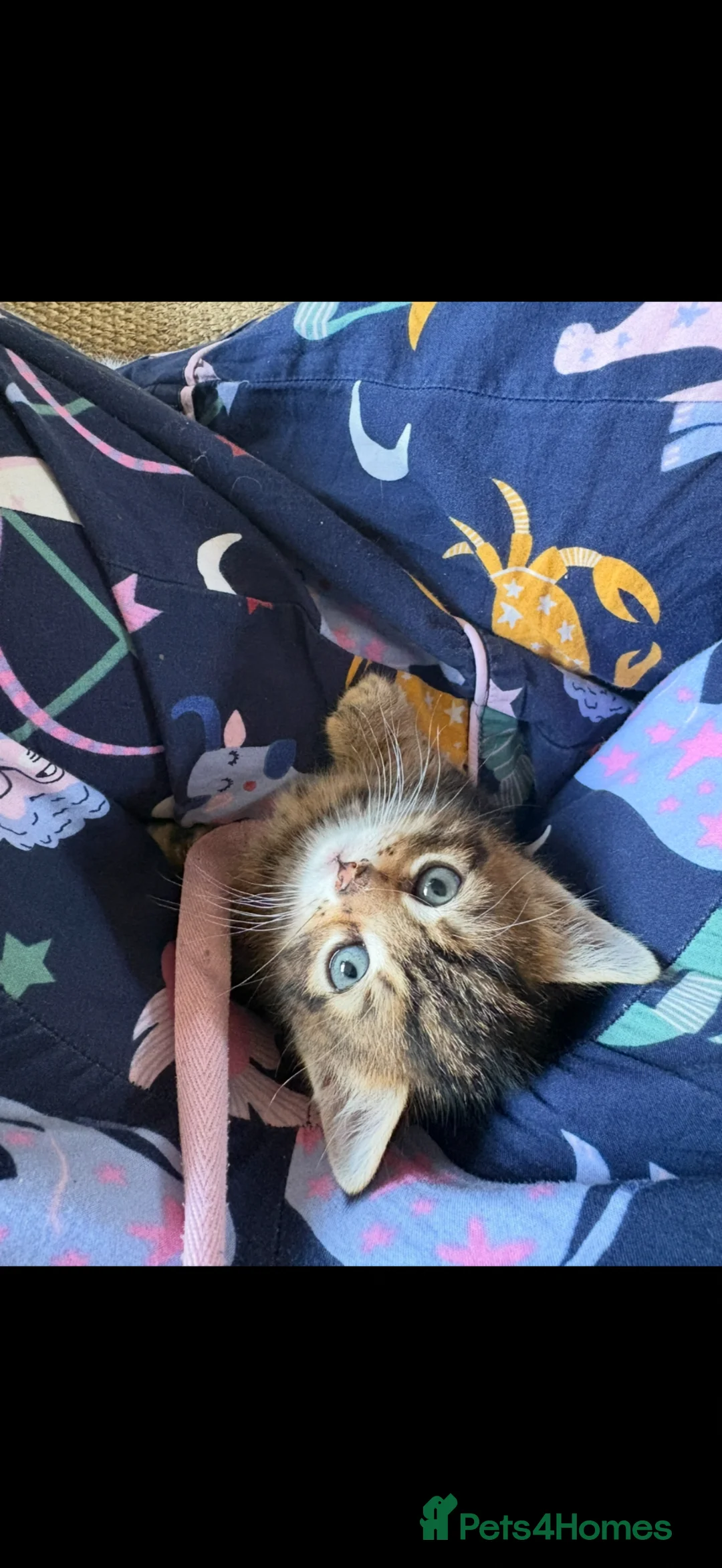 British Shorthair cats for sale: Little Tabby Kitten  - Advert 2