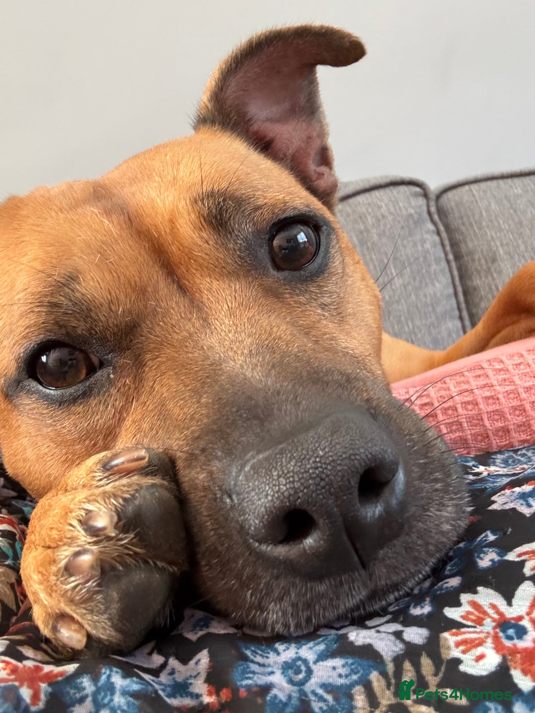 Staffordshire Bull Terrier dogs for sale: 2 Year Old Staffy - READ DESCRIPTION - Image 2