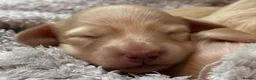 Miniature Dachshund dogs for sale: KC Longhaired Cream Miniature Dachshund Puppies - Advert 39