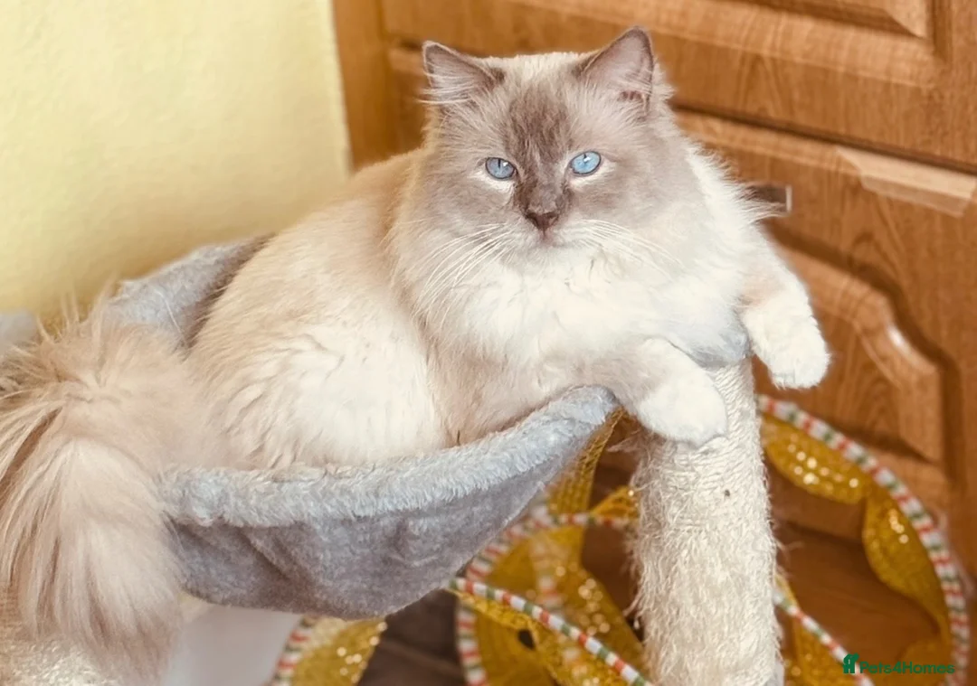 Ragdoll cats for sale: Beautiful Ragdoll Kittens - Advert 2