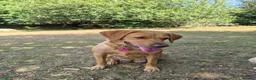 Labrador Retriever dogs for sale: Fox red labradors - Advert 1