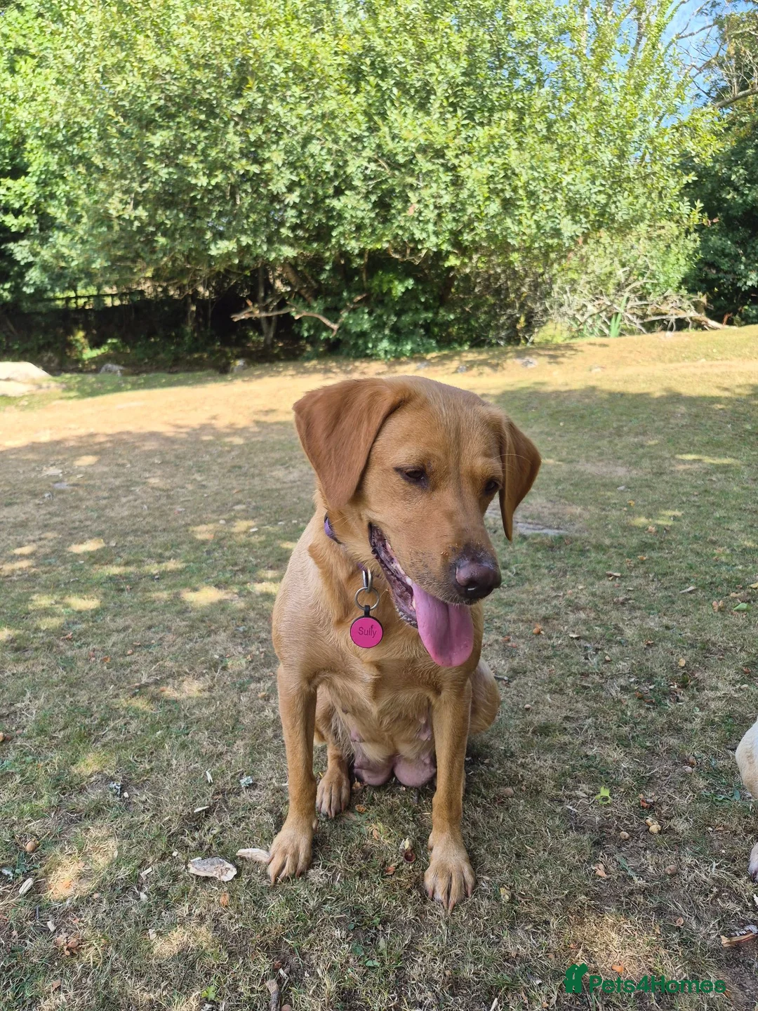 Labrador Retriever dogs for sale: Fox red labradors - Advert 1