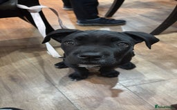 Cane Corso dogs for sale: Cane corso puppy  - Image 3