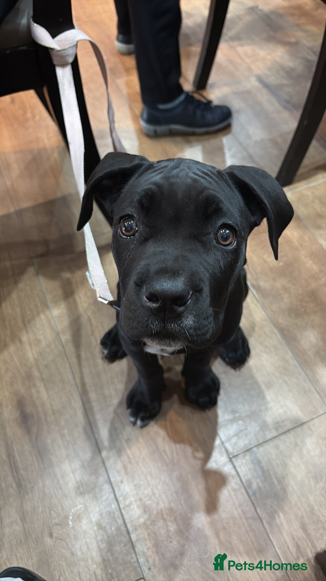 Cane Corso dogs for sale: Cane corso puppy  - Image 3