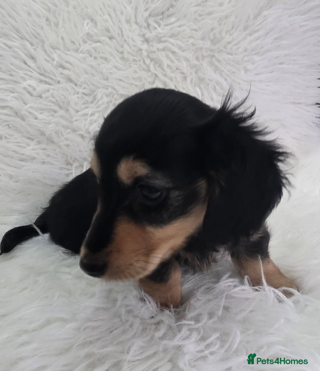 Miniature Dachshund dogs for sale: Long hair Black & cream Boy. KC - Advert 4