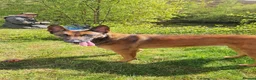 Belgian Shepherd Dog dogs for sale: Belgian Malinois - Advert 6