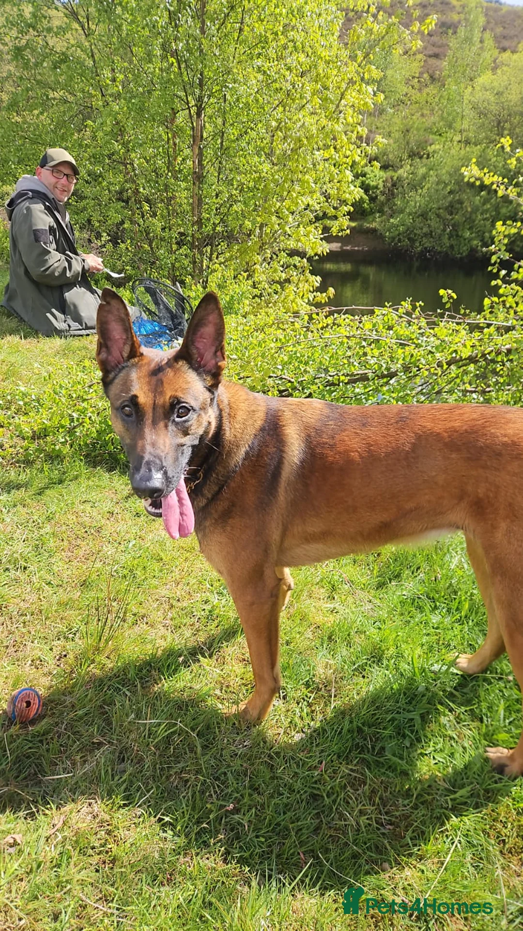 Belgian Shepherd Dog dogs for sale: Belgian Malinois - Advert 6