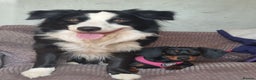 Border Collie dogs for stud: Charlie - Advert 2
