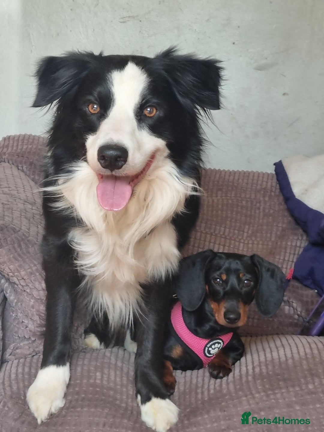 Border Collie dogs for stud: Charlie - Advert 2