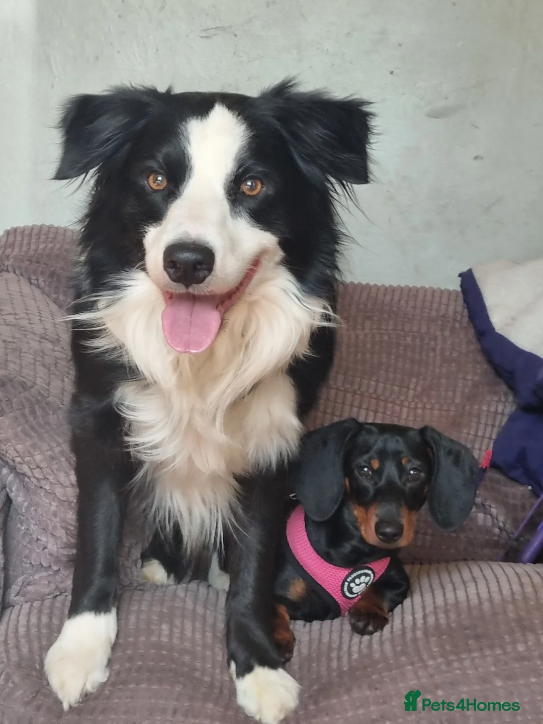 Border Collie dogs for stud: Charlie - Advert 2