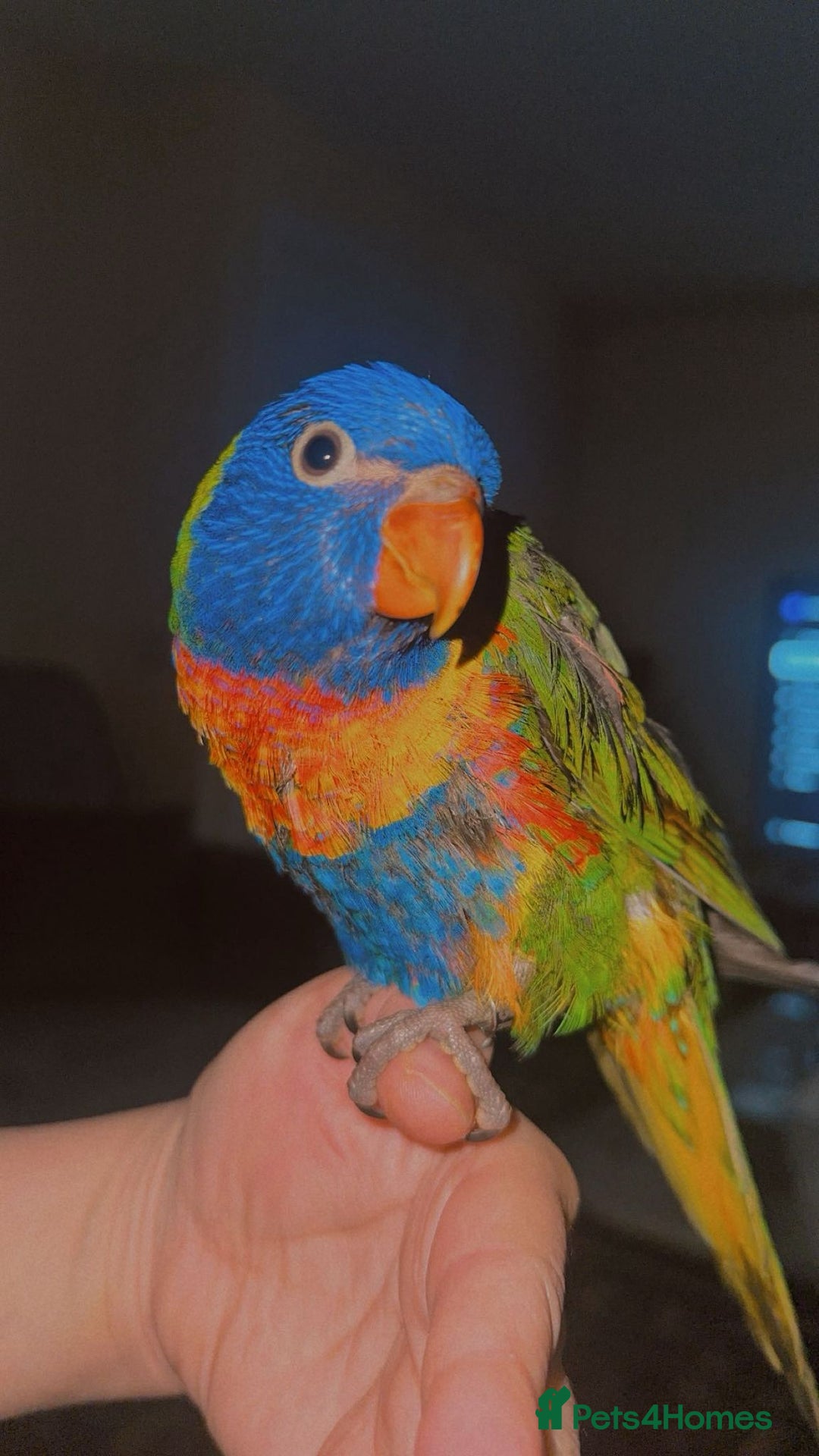 Lorikeets birds for sale: Beautiful Baby lorikeet Fully tame Dewsbury  - Advert 4