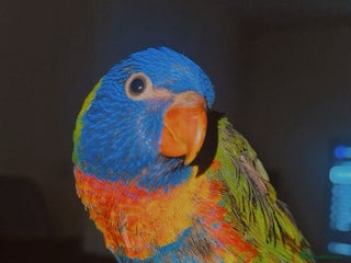 Lorikeets birds Beautiful Baby lorikeet Fully tame Dewsbury - Advert 10