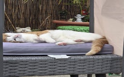 Domestic Shorthair cats for sale: 17 month female domestic short hair cat for sale. - Image 3