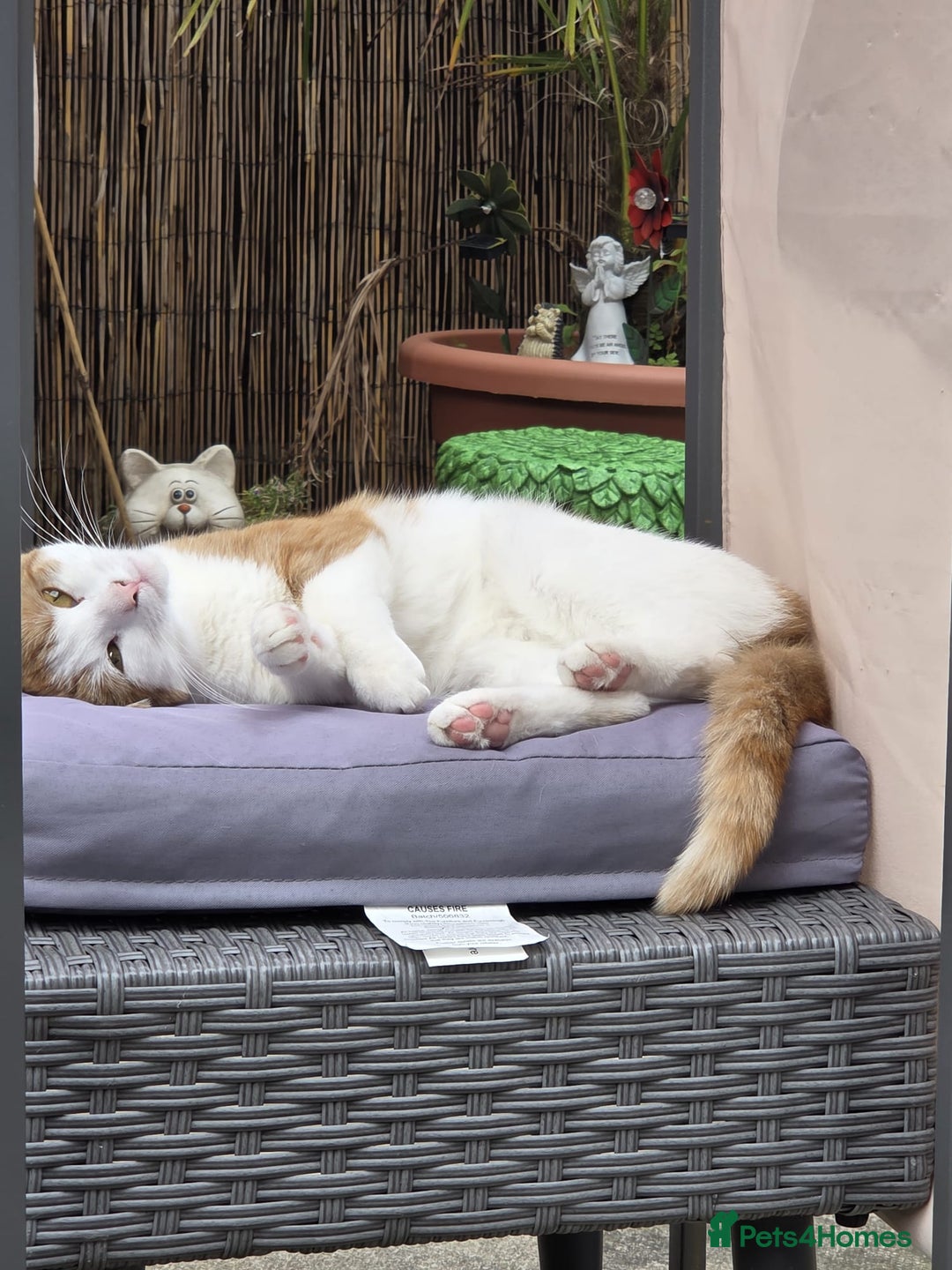 Domestic Shorthair cats for sale: 17 month female domestic short hair cat for sale. - Image 3